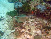 Blue Spotted Stingray